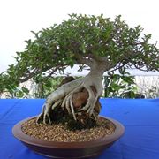 rinvaso del bonsai ficus-2