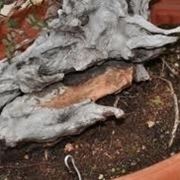 rinvaso del bonsai ficus-3