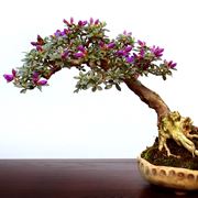rinvaso del bonsai ficus-4