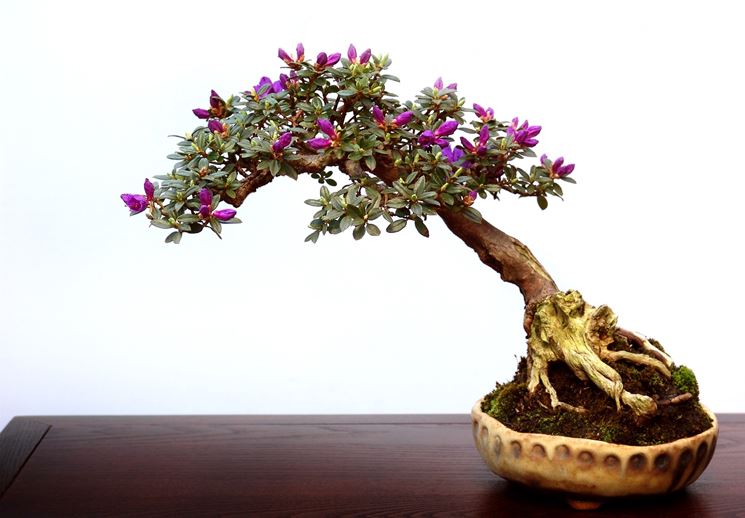 rinvaso del bonsai ficus-4