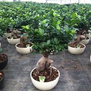 rinvaso del bonsai ficus-5