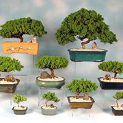 rinvaso del bonsai ficus-6