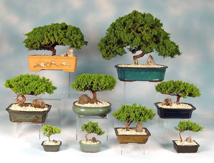 rinvaso del bonsai ficus-6