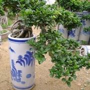 rinvaso del bonsai ficus
