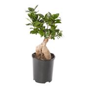 rinvaso di un bonsai ficus-1