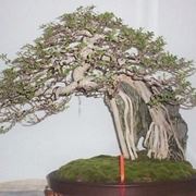 rinvaso di un bonsai ficus