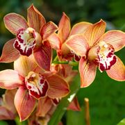 coltivazione orchidee in vaso-1