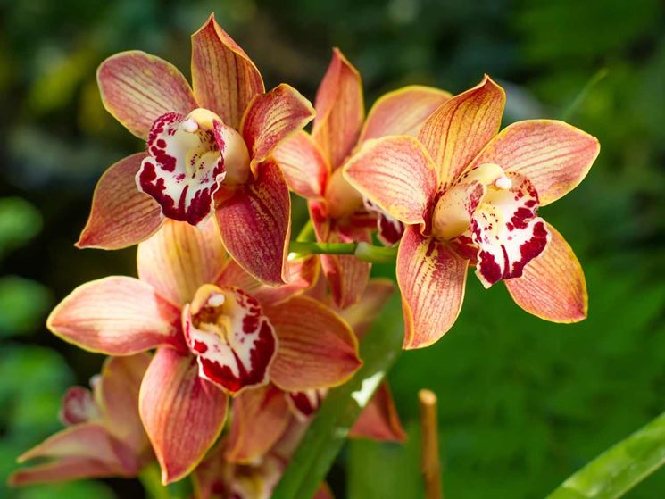 coltivazione orchidee in vaso-1