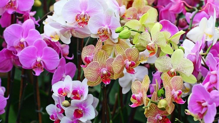 coltivazione orchidee in vaso-2