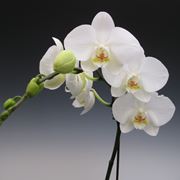 coltivazione orchidee in vaso-3
