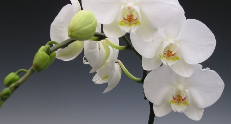 coltivazione orchidee in vaso-3