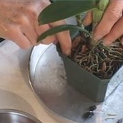 coltivazione orchidee in vaso-4