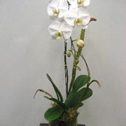 coltivazione orchidee in vaso-5