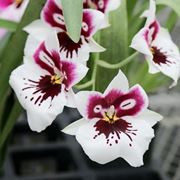 coltivazione orchidee in vaso-6