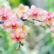 coltivazione orchidee in vaso-7