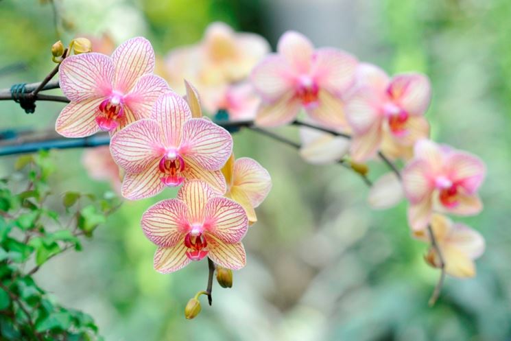 coltivazione orchidee in vaso-7