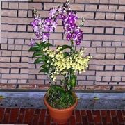 coltivazione orchidee in vaso