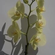 concime orchidee-1