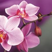 concime orchidee-2