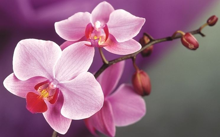 concime orchidee-2