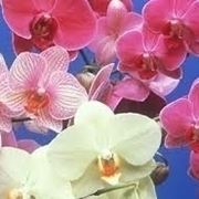 concime orchidee-4