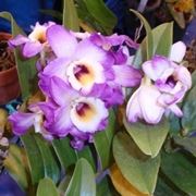 concime orchidee-5