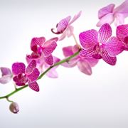 concime orchidee-7