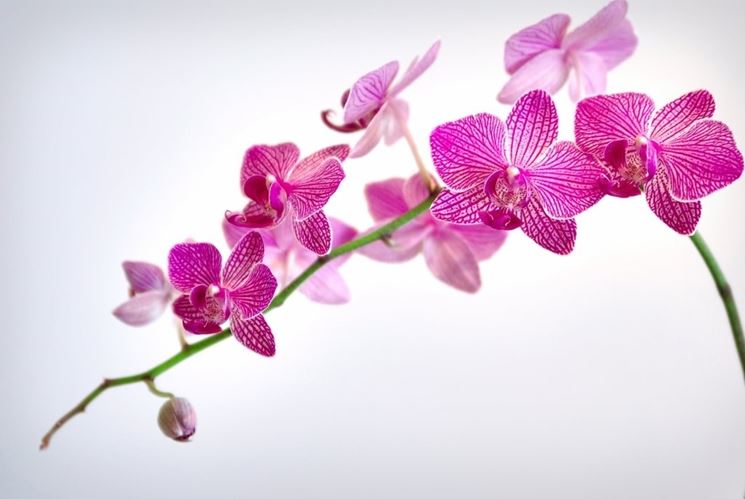 concime orchidee-7