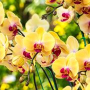 concime orchidee-8