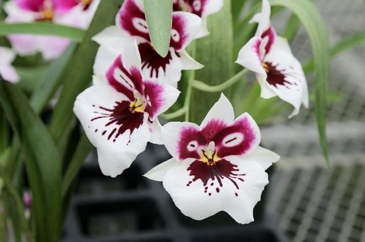 concime orchidee