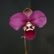 Consigli di base per la cura delle orchidee