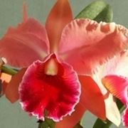 cura delle orchidee-4