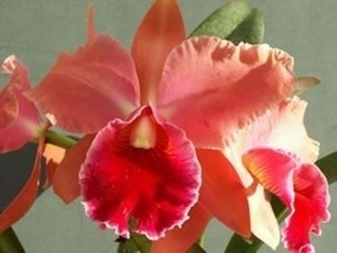 cura delle orchidee-4