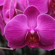 cura delle orchidee-5