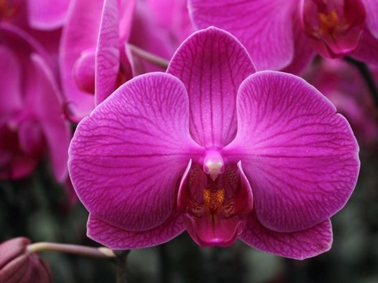 cura delle orchidee-5