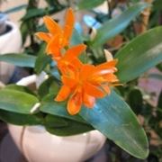 cura delle orchidee-6