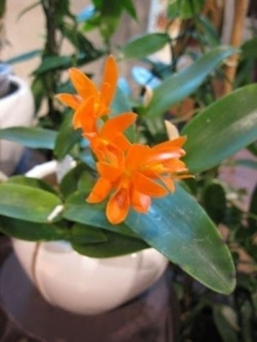 cura delle orchidee-6