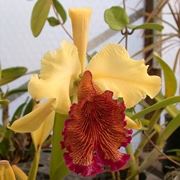 cura delle orchidee-7
