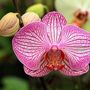cura delle orchidee-8