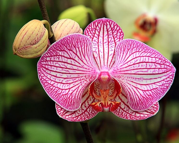 cura delle orchidee-8