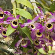 cura delle orchidee-9