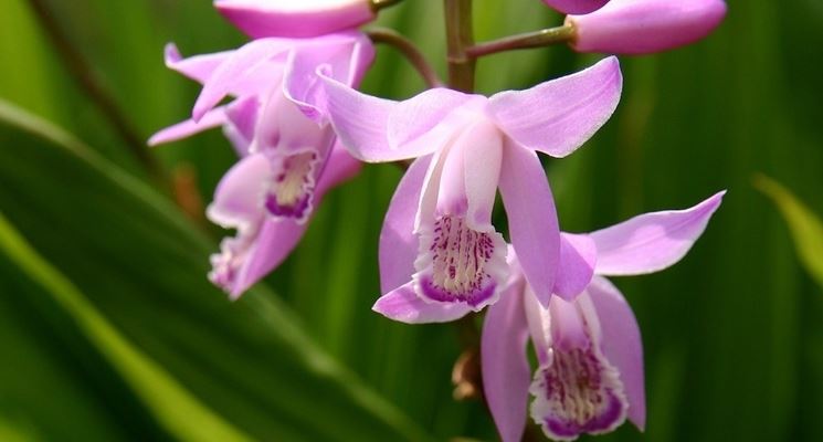 Cura delle orchidee: nutrimento e acqua