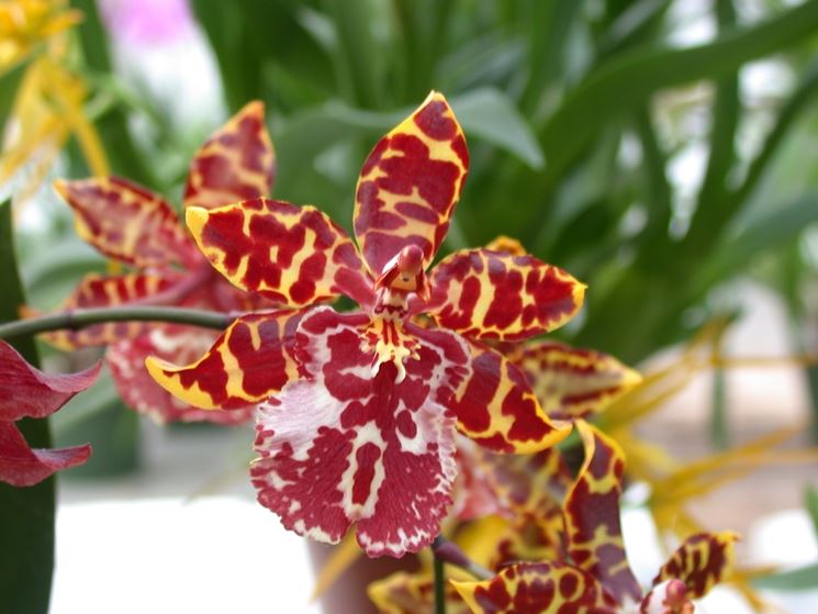 Curare le orchidee in casa