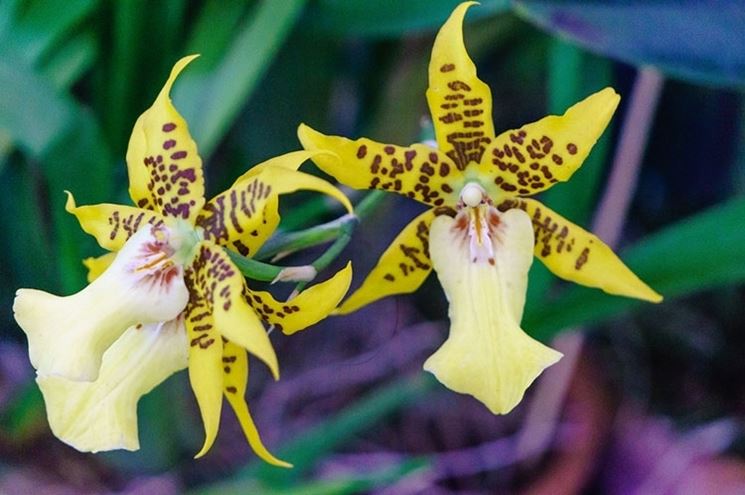 innaffiare orchidea-1