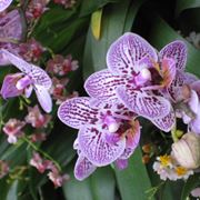 innaffiare orchidea-3