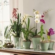 innaffiare orchidea-4