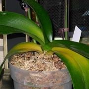 innaffiare orchidea-6