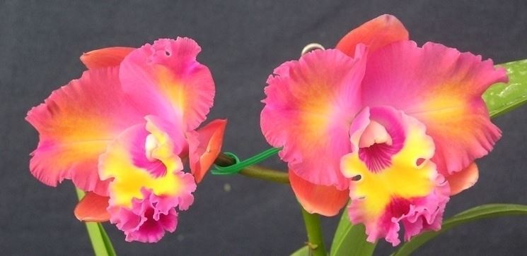 innaffiare orchidea-7