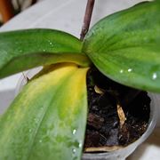 malattie orchidee-3