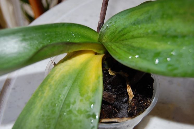 malattie orchidee-3